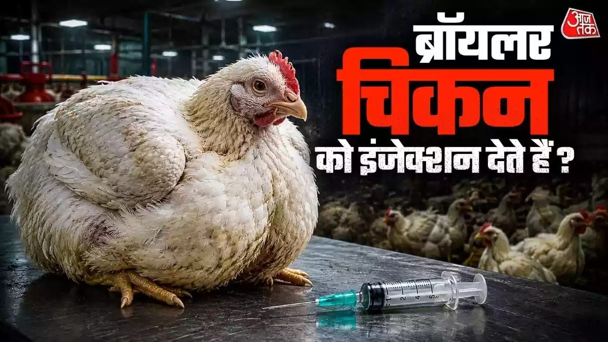 ब्रॉयलर चिकन इतनी जल्दी कैसे बढ़ते हैं