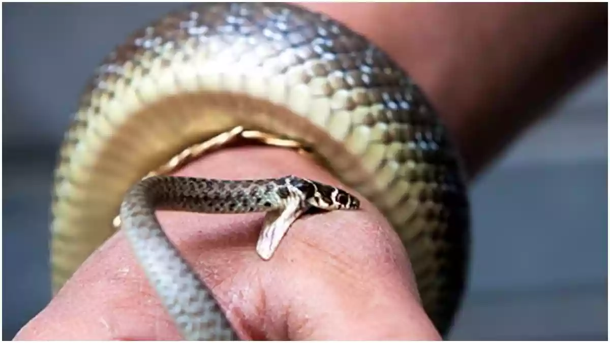 चूहों की कुर्बानी नहीं होगी