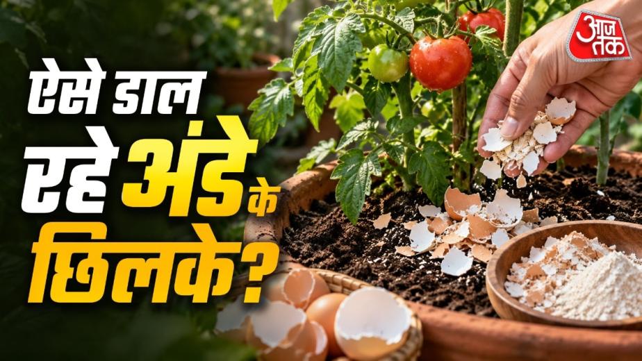 Eggshells For Plants: क्या आप भी पौधों को कैल्सियम देने के लिए गमले में सीधे अंडे के छिलके डाल देते हैं? ये तरीका पौधों को तुरंत पोषण देने के बजाय कीड़े-मकोड़े आकर्षित कर सकता है और पौधों की ग्रोथ