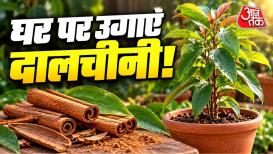 How To Grow Dalchini At Home: चाय, सब्जी और पुलाव का स्वाद और खुशबू बढ़ाने वाली दालचीनी का पौधा आप घर के गार्डन, छत या बालकनी में भी उगा सकते हैं. इसके लिए बड़े बगीचे की जरूरत नहीं है, बल्कि सही गमले और