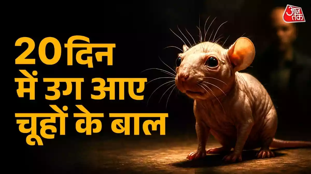गंजे चूहों के 20 दिन में उग आए बाल