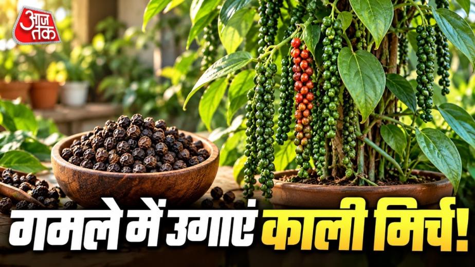 How To Grow Black Pepper Plant In Pots: क्या आप भी घर की बालकनी, छत या गमले में काली मिर्च की बेल उगाना चाहते हैं? इसके लिए आपको बड़े बगीचे या खेत की जरूरत नहीं है. सही बीज चुनने से लेकर गमले की मिट्टी तैयार करने,