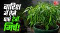 How To Grow Green Chillies In Pot: बारिश के मौसम में गमले में लगे मिर्च के पौधे की सही देखभाल बेहद जरूरी है. ज्यादा बारिश और मिट्टी में नमी के कारण पौधे की जड़ों को नुकसान पहुंच सकता है. ऐसे में गमले में पानी