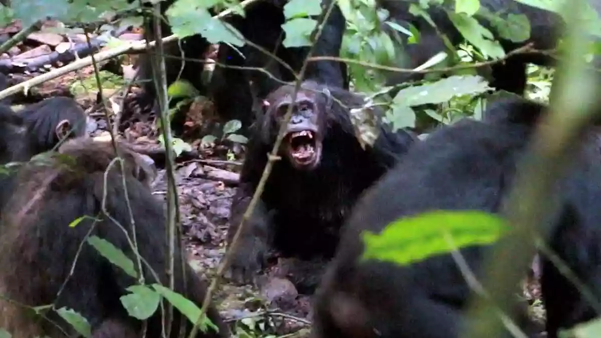 युगांडा के नगोगो जंगल में 200 चिम्पैंजियों का विशाल समूह 20 साल तक शांतिपूर्वक रहता था. 2015 में यह दो गुटों में बंट गया. पुराने दोस्त अब दुश्मन बन गए. 2018 से शुरू हुए खूनी गृहयुद्ध में एक गुट ने