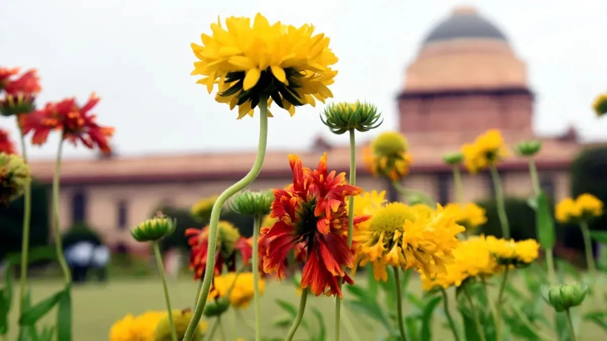 इस दिन से आम जनता के लिए खुल रहा राष्ट्रपति भवन का अमृत उद्यान