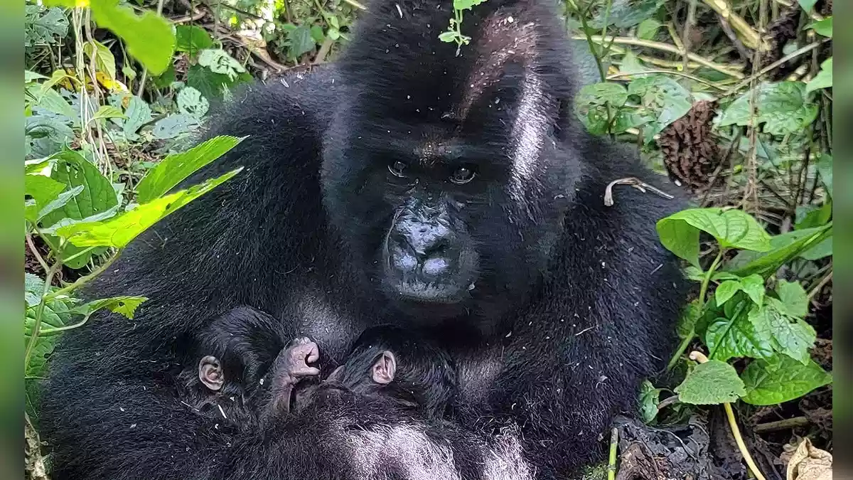 जंग से जूझ रहे कांगो से आई खुशखबरी