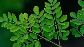 किसे कहा जाता है चमत्कारी वृक्ष