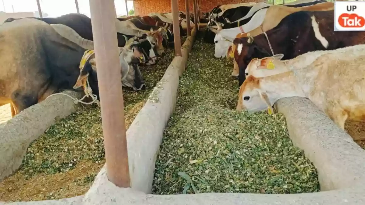 कुर्बानी पर विवाद