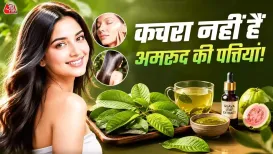 अमरूद के पत्ते सेहत के लिए किसी वरदान से कम नहीं हैं. विटामिन C और एंटीऑक्सीडेंट से भरपूर इन पत्तियों का उपयोग हर्बल चाय, माउथ रिंस, हेयर टोनर और फेस पैक के रूप में किया जा सकता है. ब्लड