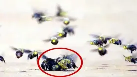 मादा के लिए खूनी जंग! ऑस्ट्रेलिया में डॉसन की बुरोइंग मधुमक्खी की मादा लगभग एक साल जमीन के नीचे रहने के बाद सतह पर निकली. तुरंत दर्जनों नर मधुमक्खियां उस पर टूट पड़ीं और मेटिंग बॉल बना