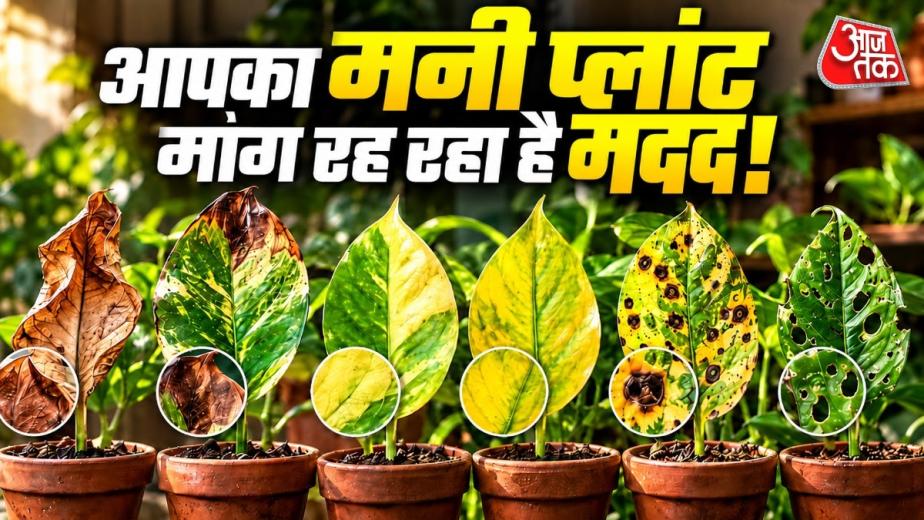 मनी प्लांट की पत्तियां पीली, भूरी या मुड़ी हुई नजर आ रही हैं? इन्हें नजरअंदाज न करें, क्योंकि पौधा पूरी तरह खराब होने से पहले अपनी परेशानी के कई संकेत देता है. कभी पानी की कमी, तो कभी