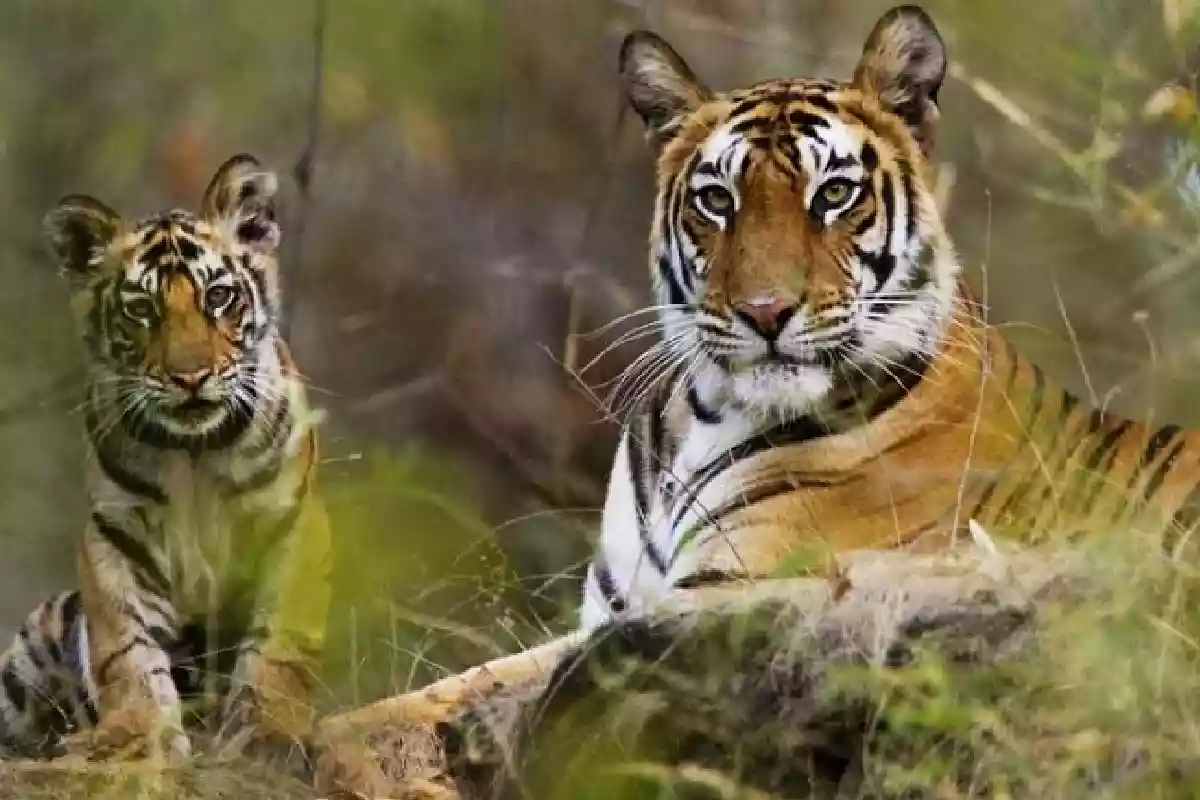 MP के बाघों की बढ़ी डिमांड