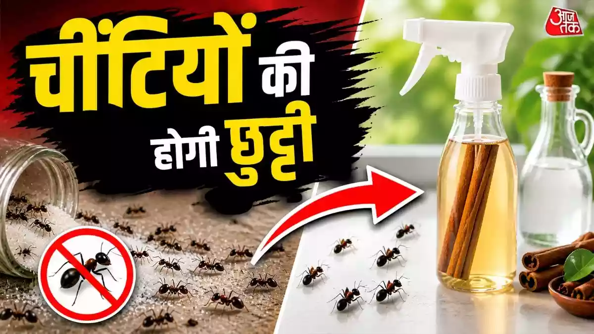 न केमिकल, न मेहनत, इन 2 चीजों से चींटियों का होगा घर से सफाया