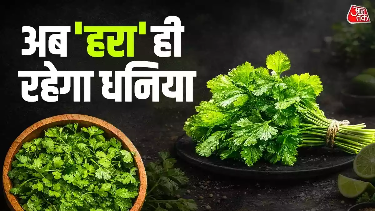 न सूखेगा, न गलेगा, पानी के गिलास में डाल दें हरा धनिया, रहेगा फ्रेश