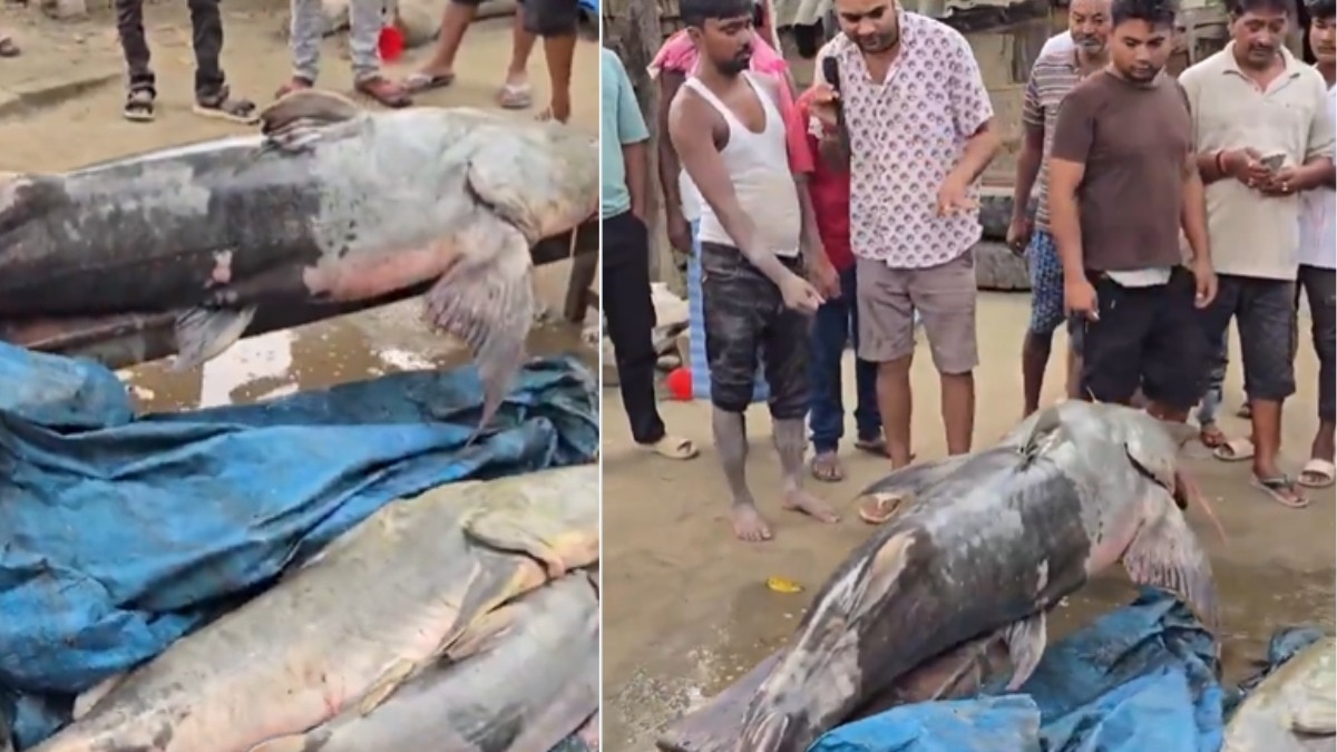 बिहार के पश्चिम चंपारण जिले में गंडक नदी के किनारे नेपाल बाढ़ के बाद असामान्य मछलियां मिलने लगी हैं. प्रशासन ने लोगों को ऐसी मछलियां पकड़ने, बेचने और खाने से बचने की सलाह दी है. स्थानीय