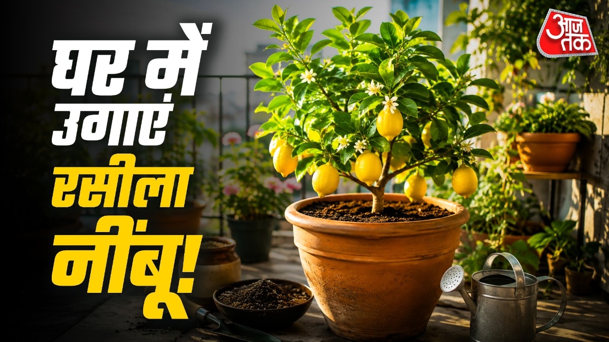 How To Grow Lemon Plant At Home: गर्मियों में नींबू की बढ़ती डिमांड के साथ इसके दाम भी बढ़ जाते हैं. ऐसे में अगर आप बार-बार बाजार से नींबू खरीदने से बचना चाहते हैं, तो घर की बालकनी, छत या आंगन में गमले में