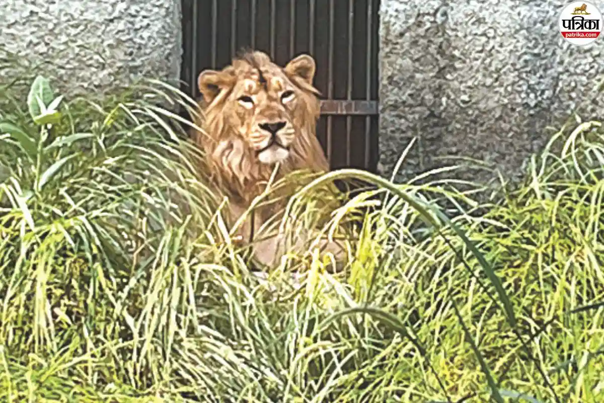 पहचान को तरस रही राजस्थान की एकमात्र लॉयन सफारी