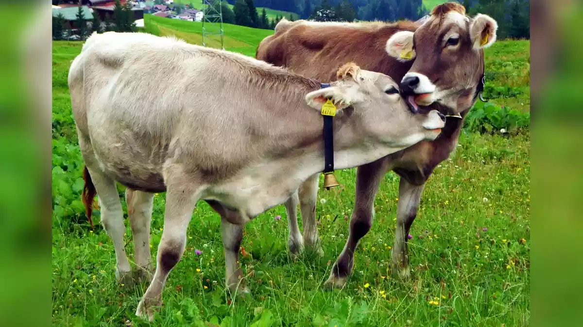 पेरिस के सबसे बड़े कृषि मेले में पहली बार गायें नहीं दिखेंगी