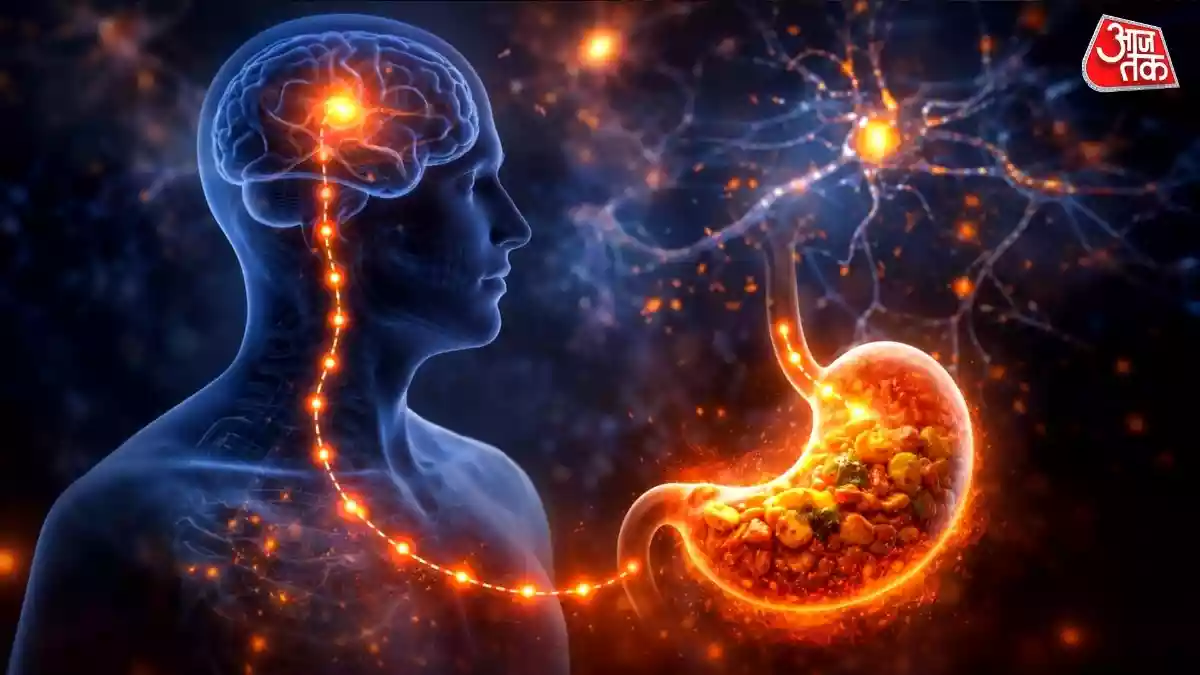 क्या आपने कभी सोचा है कि भरपेट खाना खाने के बाद अचानक आपकी इच्छा क्यों रुक जाती है? वैज्ञानिकों ने इस बारे में बताया है कि आखिर पेट भरने पर दिमाग को कैसे सिग्नल पहुंचता है. अक्सर जब हम