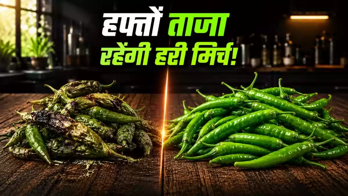 फ्रिज में गल जाती है हरी मिर्च