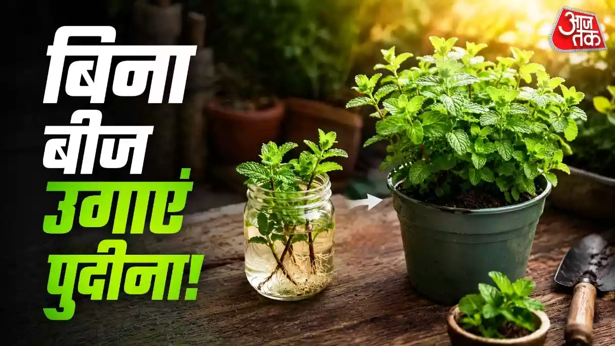 पुदीने की डंडी से घर पर उगाएं नया पौधा