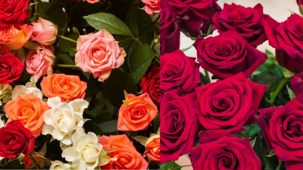 रोज़ डे' के साथ होती है Valentine's Week की शुरुआत