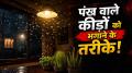 बारिश के मौसम में शाम होते ही घर की लाइट के आसपास छोटे-छोटे उड़ने वाले कीड़े जमा होने लगते हैं. ये खिड़की, बालकनी और दरवाजे से घर के अंदर भी आ सकते हैं. जानिए लाइट के पास कीड़े क्यों आते