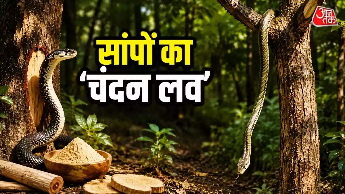चंदन के पेड़ पर सांपों का डेरा होने के पीछे कोई फिल्मी कहानी नहीं, बल्कि इसके पीछे की असली वजह है पेड़ की घनी छाया और वहां मौजूद नमी. इस आर्टिकल में हम आपको इसका कारण बताएंगे. अक्सर आपने