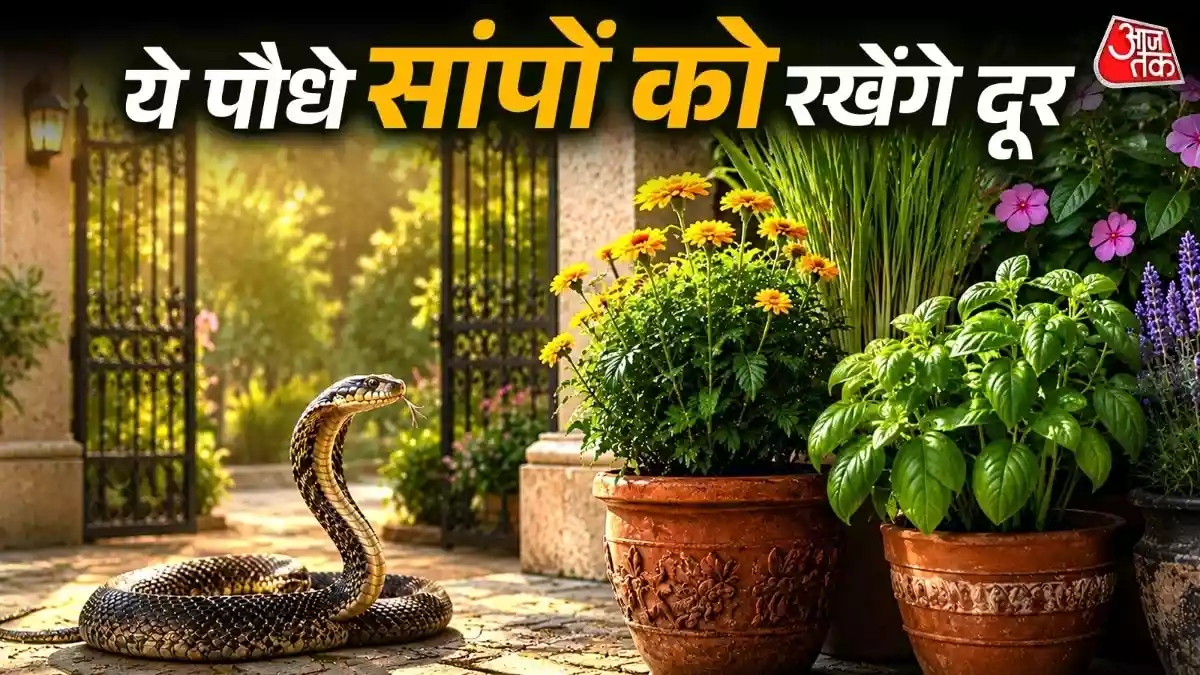 सांप को घर से दूर रखते हैं ये खुशबूदार पौधे
