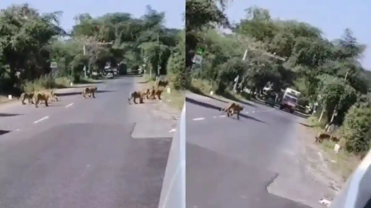 सड़क पर अचानक सामने आ गया शेरों का हुजूम