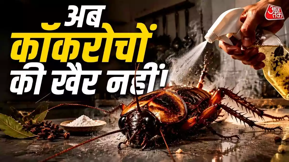 सिर्फ ₹5 के खर्च में गायब होंगे कॉकरोच