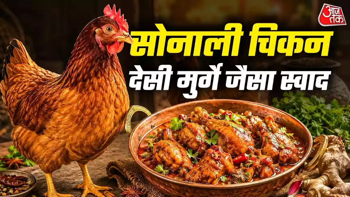 सोनाली चिकन...ब्रायलर के बजट में देसी मुर्गे का मजा