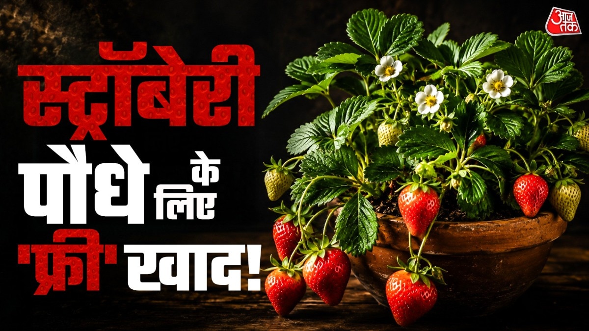 How To Grow Strawberry In Pot: बालकनी में लगे स्ट्रॉबेरी के पौधे में छोटे फल आ रहे हैं? इस समस्या को हल करने के लिए बाजार से महंगी खरीदने की बिल्कुल भी जरूरत नहीं है. बाजार से खाद खरीदने के बजाय केले के